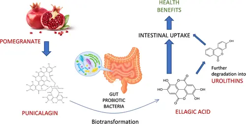 Ellagic Acid Benefits Ellagic Acid Benefits