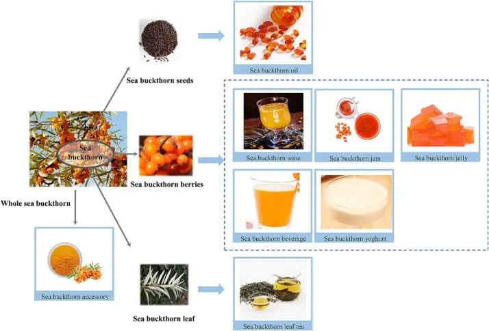 Extrait de baies d'argousier Sea Buckthorn Berry Extract Applications