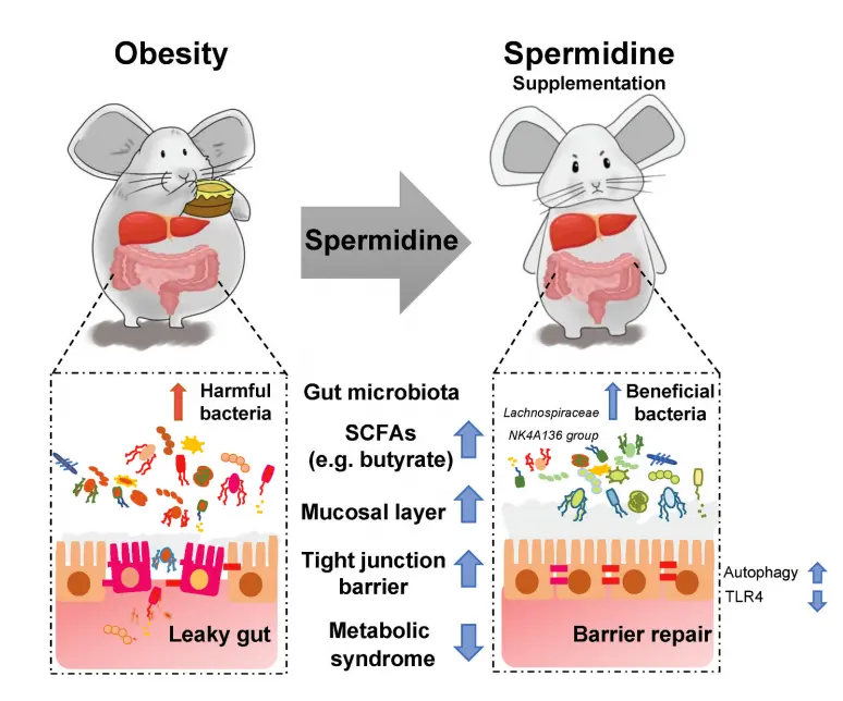 Spermidine Supplement Applications Health Benefits