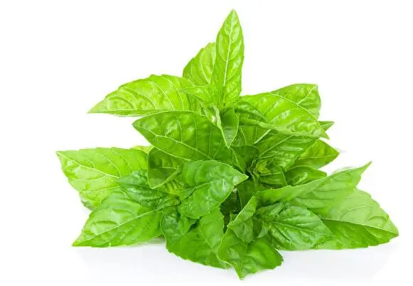 Holy Basil Extract Holy Basil Extract Zhonghong