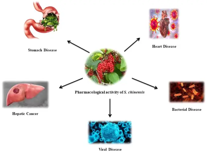 Schisandra Berry Extract Benefits