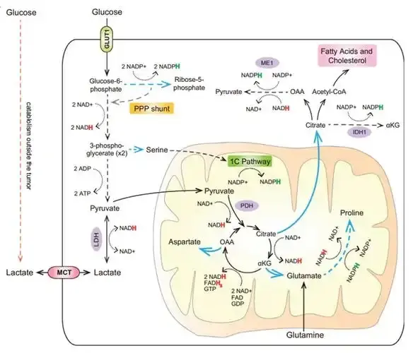 Alpha-Ketoglutarate Alpha-Ketoglutarate Applications