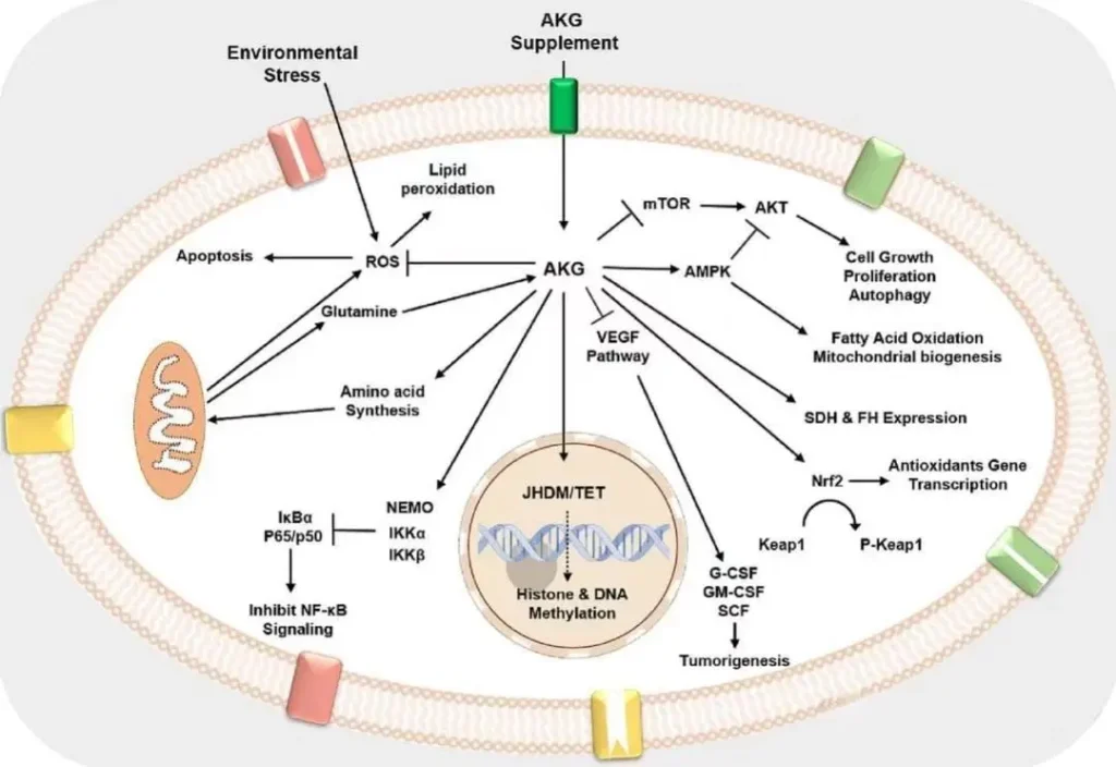 AKG vs. PQQ vs. Ergothioneine: The Ultimate Anti-Aging & Performance Supplement Guide 1 Alpha-Ketoglutarate Health Benefits