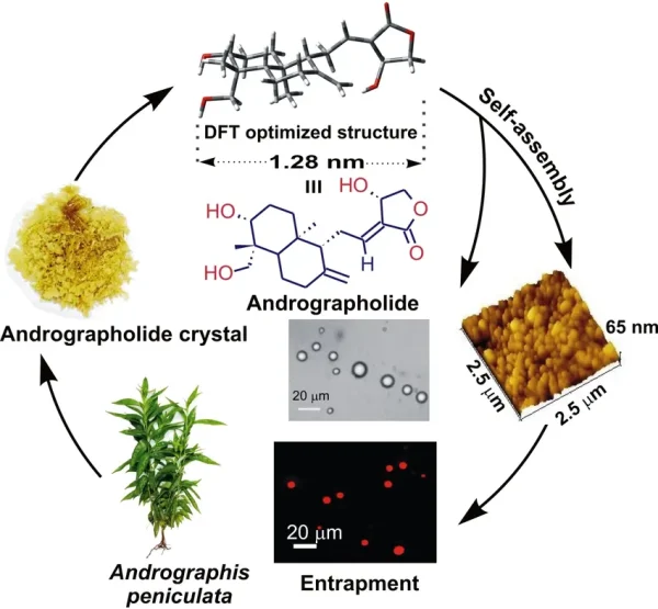 Andrographolide From Andrographis - Image 2