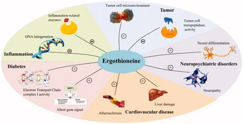 L-Ergothioneine