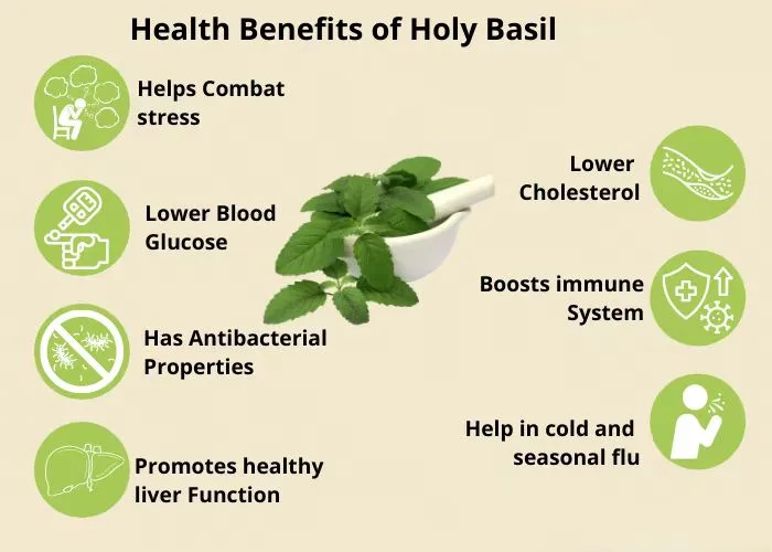 A Breakthrough in Health and Disease Treatment Holy Basil Extract 1 Holy Basil Extract Zhonghong Aiherbm Extract Ingredient Aiherba