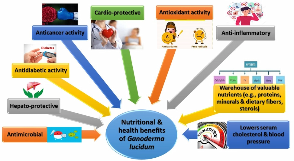 Reishi Mushroom 7 Evidence Based Benefits