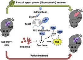 Sulforaphane: The Science-Backed Supernutrient in Broccoli and Its Health Benefits 4 Sulforaphane