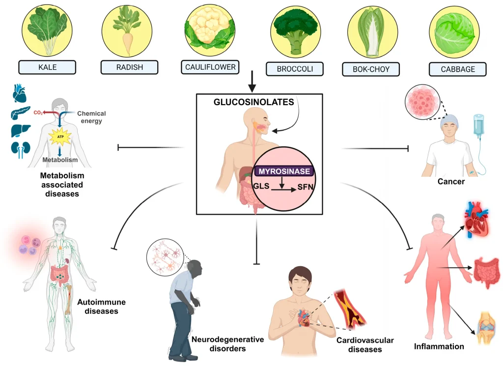 The Multifaceted Anticancer Mechanisms of Sulforaphane scaled 2