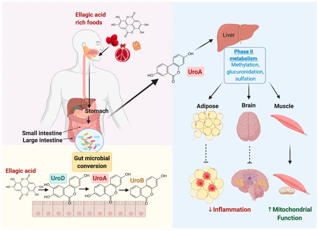 5 Things You Need to Know About Urolithin A: The Gut-Made Mitochondrial Booster 2 Urolithin A