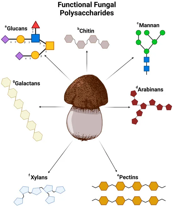 Fungal polysaccharides: 18 bioactivities, nature’s ‘soft gold 4 Fungal Polysaccharides Applications Extract Ingredient Aiherba