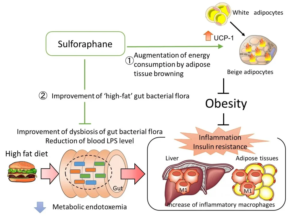 The Anticancer Mechanisms of Sulforaphane: Nature’s Powerhouse Against Tumors 7 Sulforaphane Extract Ingredient Aiherba