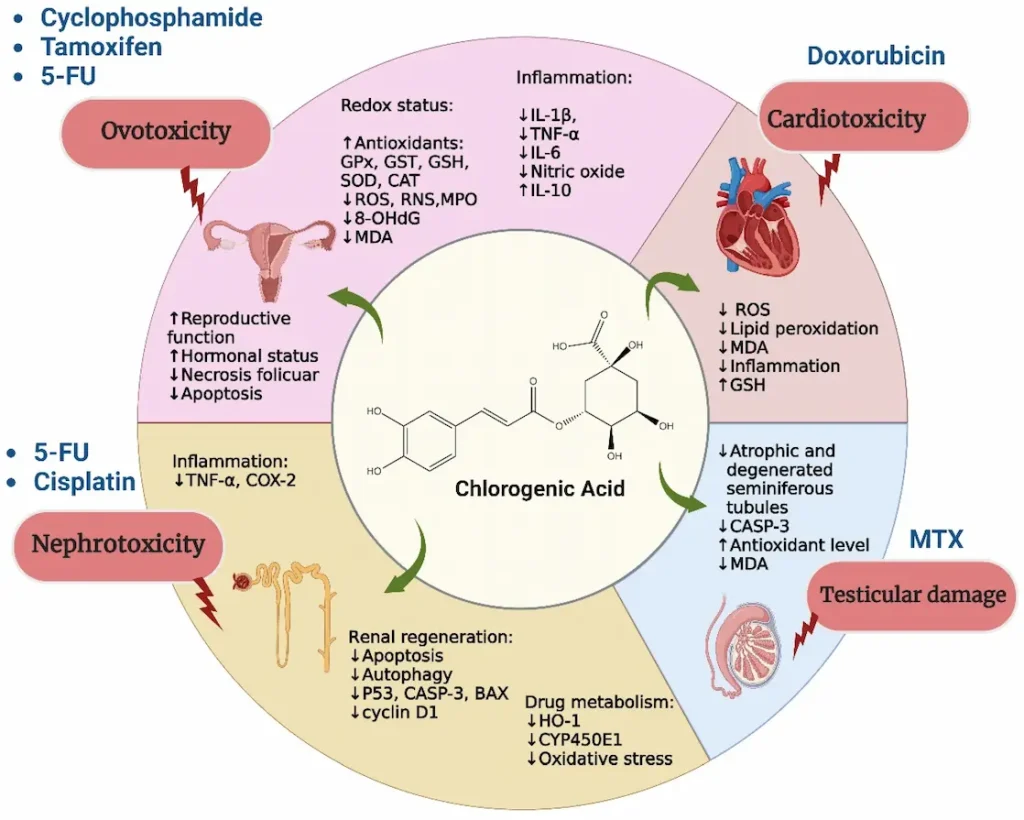 Unlock the Power of Chlorogenic Acid: Your Comprehensive Guide to Benefits, Sources & Safety 2 Chlorogenic Acid Applications