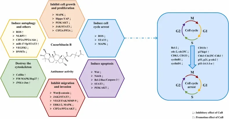 Cucurbitacin Comprehensive Guide: Benefits, Risks, Usage & Removal Methods 1 Cucurbitacin Applications Extract Ingredient Aiherba