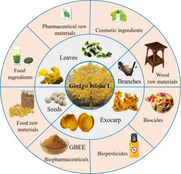 Ginkgo Biloba Extract Applications zhonghong