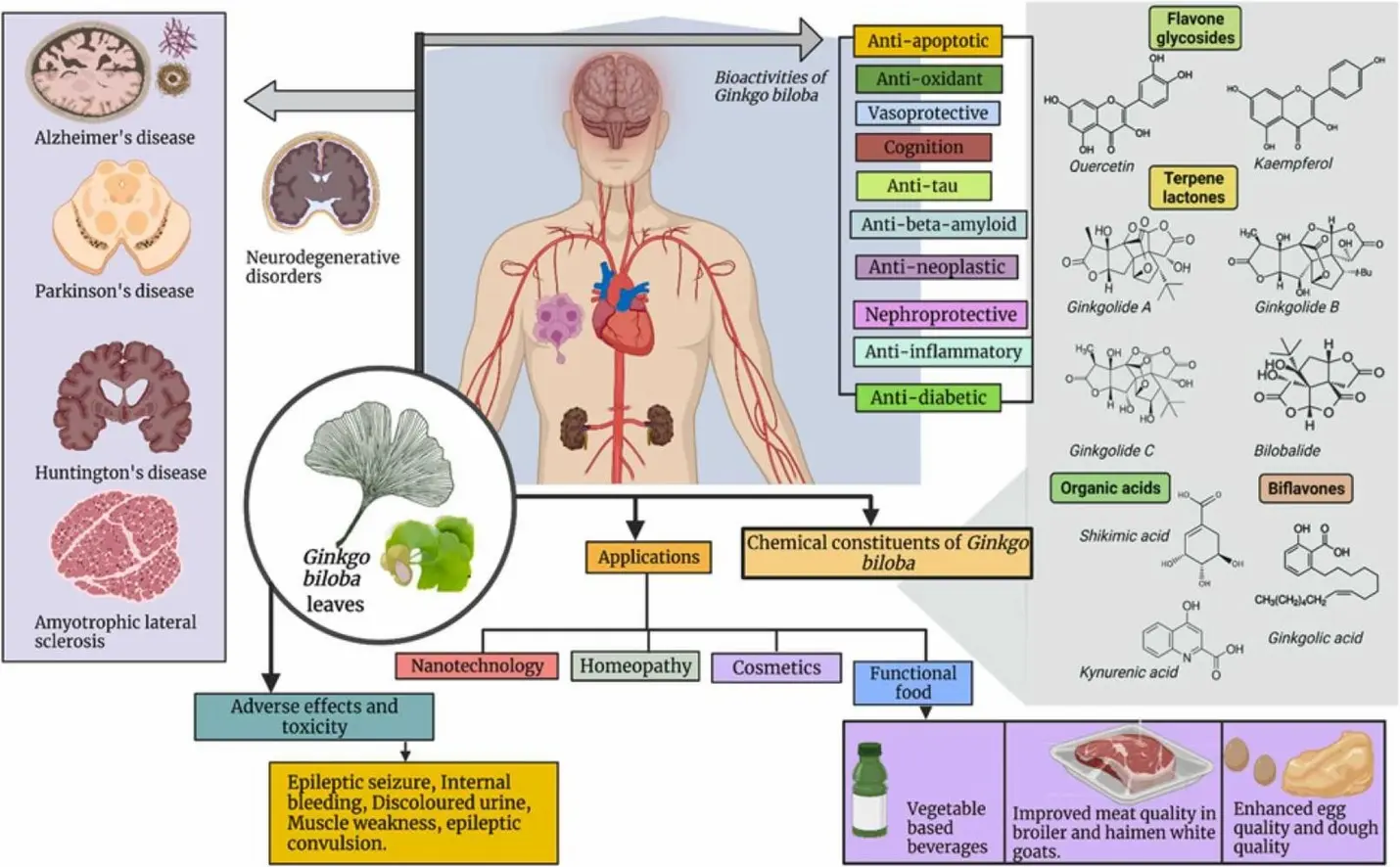 Ginkgo Biloba Extract: A Comprehensive Guide for Bulk Buyers and Nutraceutical Manufacturers 2 Ginkgo Biloba Extract Applications