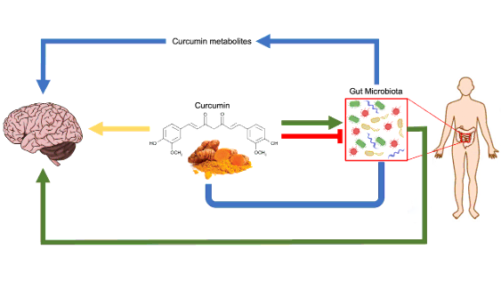Curcumin and Gut Microbiota: Unveiling the Synergy for Health Benefits 2 Gut Microbiota Enhances Curcumin Bioavailability Extract Ingredient Aiherba