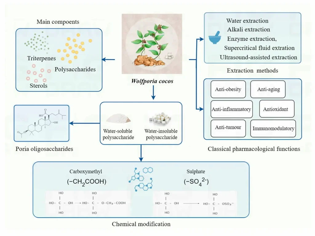 Unlock the Power of Nature: Poria Cocos Extract for Holistic Health and Functional Foods 1 Poria Cocos Extract Supplier