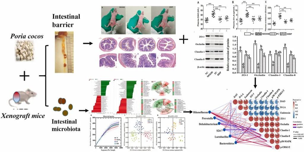Unlock the Power of Nature: Poria Cocos Extract for Holistic Health and Functional Foods 2 Poria Cocos Extract Benefits Aiherba