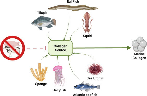 Pharmaceutical-Grade Marine Pure Fish Collagen Peptides | Bulk Supplier for Nutraceuticals & Cosmetics 1 Pure Fish Collagen Applications Extract Ingredient Aiherba