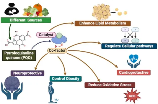 Pyrroloquinoline Quinone Pqq Applications