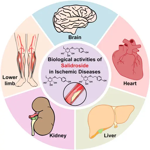 Salidroside Benefits & Uses | A Comprehensive Guide for Bulk Purchasing 1 Salidroside Benefits Aiherba