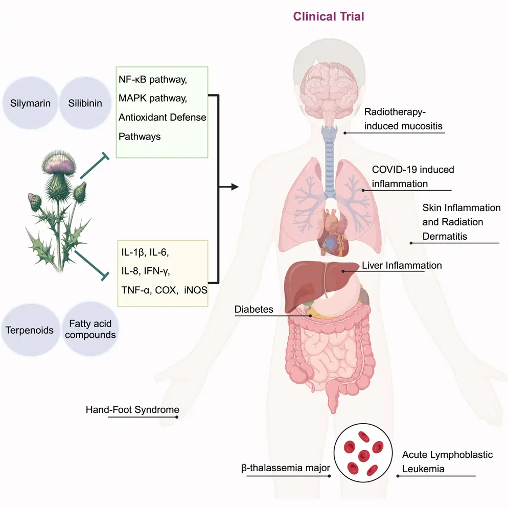 Silymarin: Unveiling Its Potent Health Benefits and Diverse Applications 1 Silymarin Applications