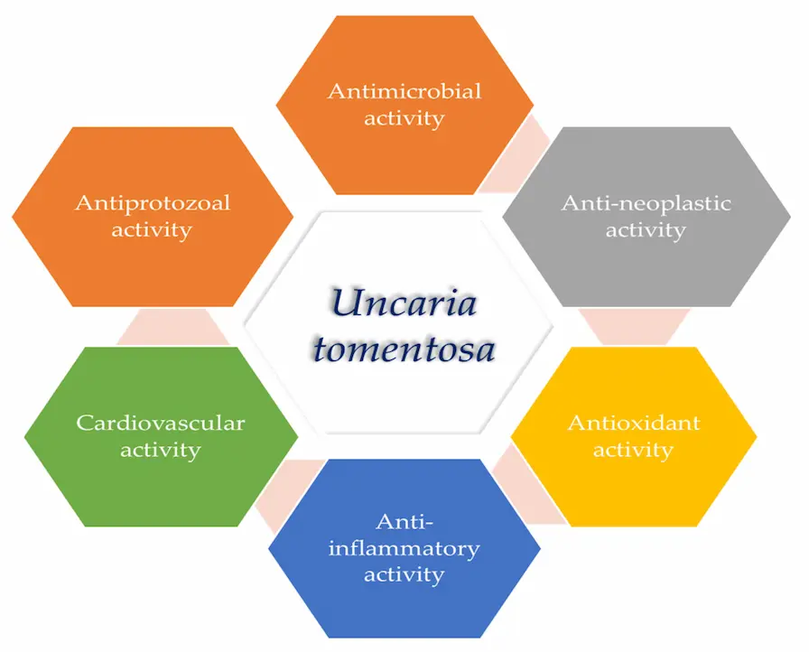 Uncaria Extract: Benefits, Dosage, Safety, and Where to Buy 1 Uncaria Extract Benefits