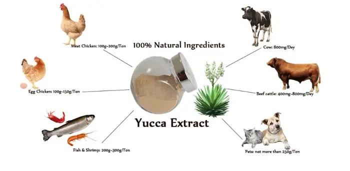 Yucca Extract: Bulk Buyer’s Guide to Benefits, Dosing & Premium Sourcing 1 Yucca Extract Applications Extract Ingredient Aiherba