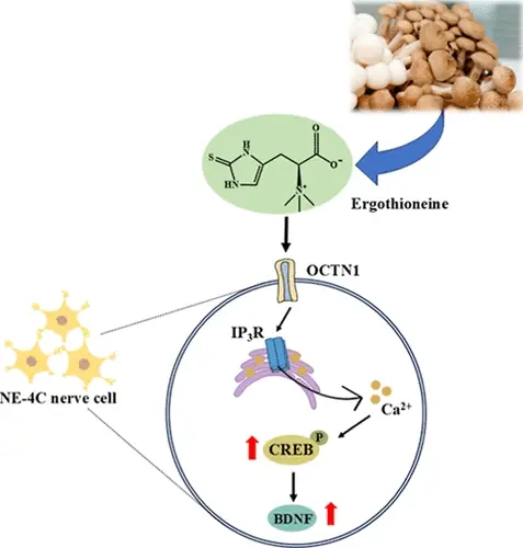 Ergothioneine: The Mitochondrial Guardian at the Forefront of Anti-Aging | Scientific Insights & Premium Selection 21 Ergothioneine Benefits