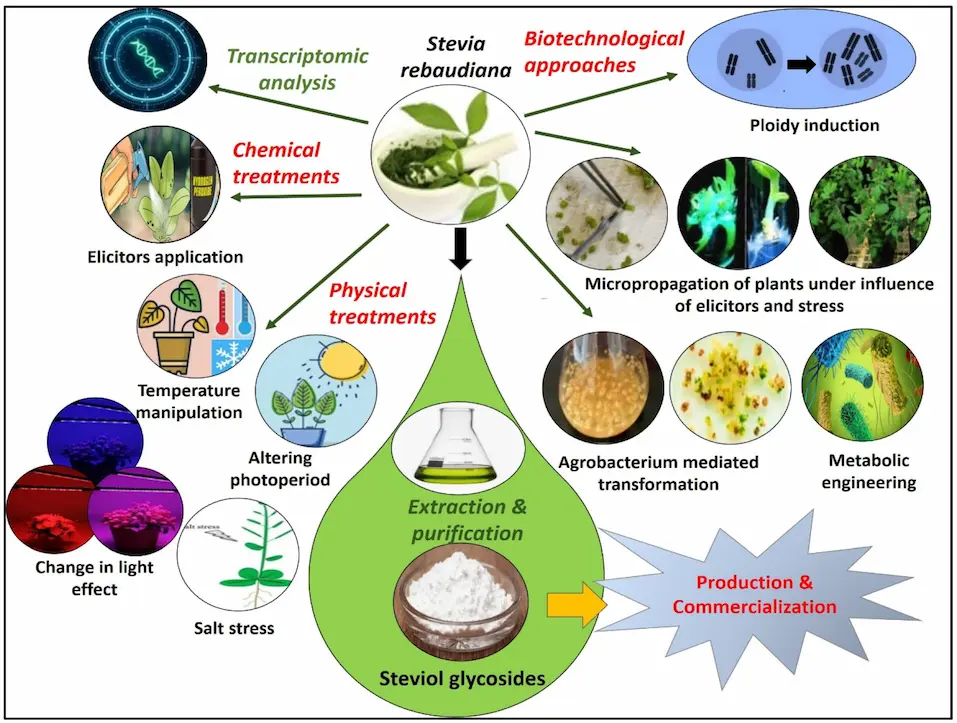 Steviol-Glycosides Applications