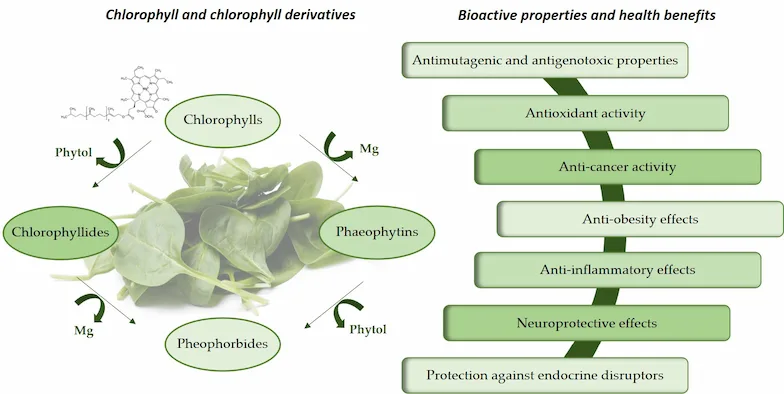 Chlorophyll: The Ultimate Guide to Benefits, Dosing & Safety 1 Chlorophyll Benefits