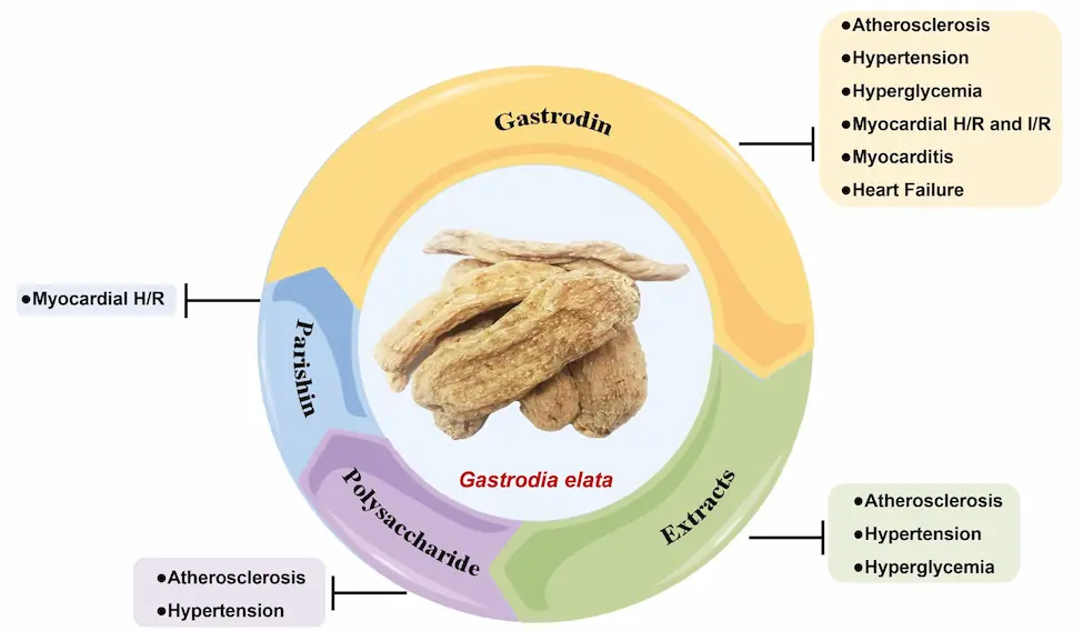 Gastrodin Applications Benefits