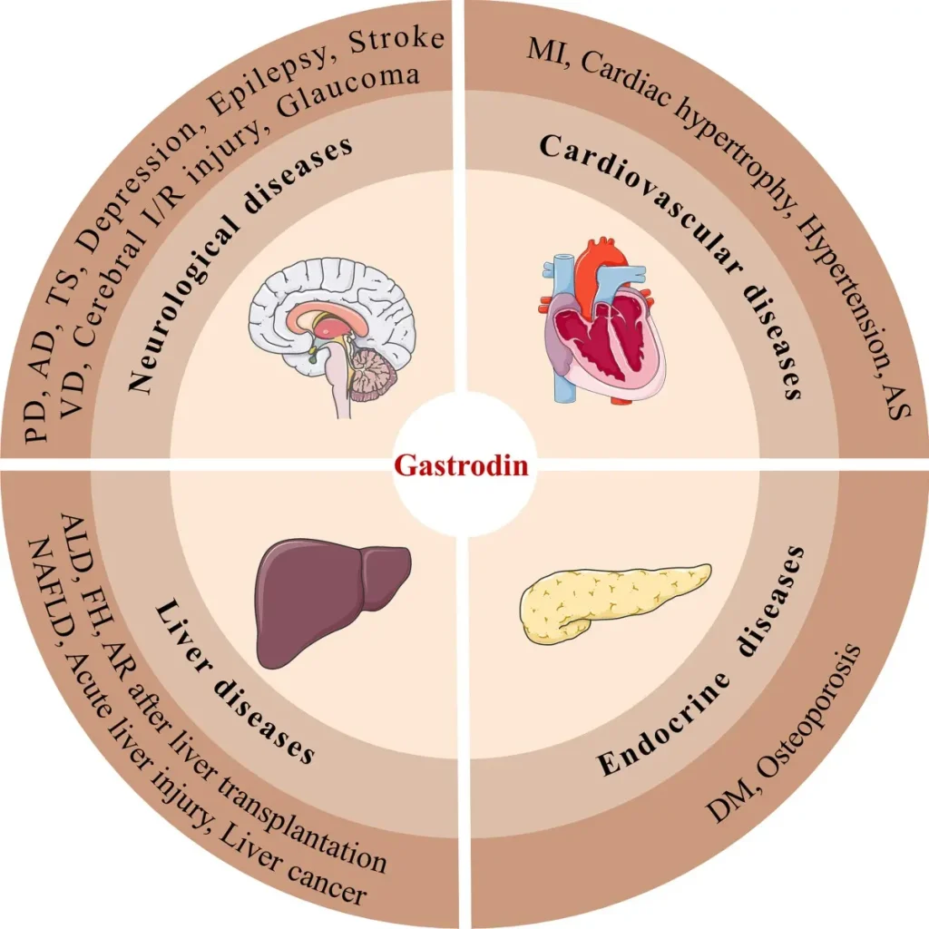 Gastrodin Benefits