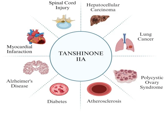 Tanshinone Iia Benefits Zhonghong