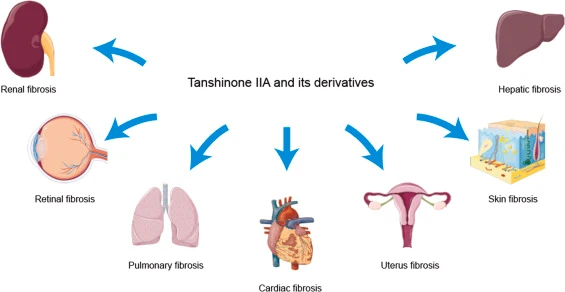 Tanshinone Iia Benefits