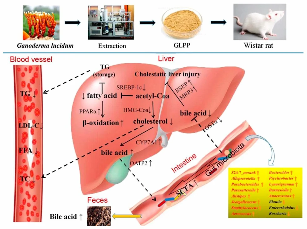 8 Benefits of White Ganoderma Extract | Herbal Extract Manufacturer & Supplier – aiherba.com 5 White Ganoderma Extract