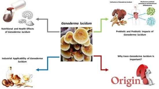 8 Benefits of White Ganoderma Extract | Herbal Extract Manufacturer & Supplier – aiherba.com 3 White Ganoderma Extract Benefits