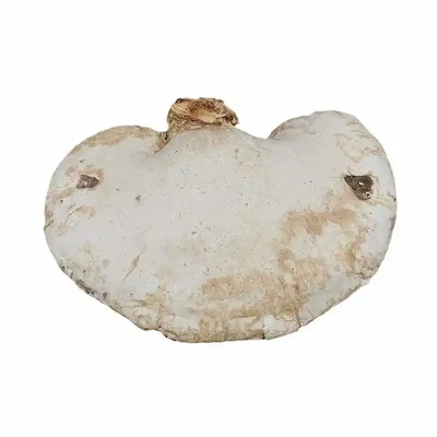 8 Benefits of White Ganoderma Extract | Herbal Extract Manufacturer & Supplier – aiherba.com 1 White Reishi Mushroom