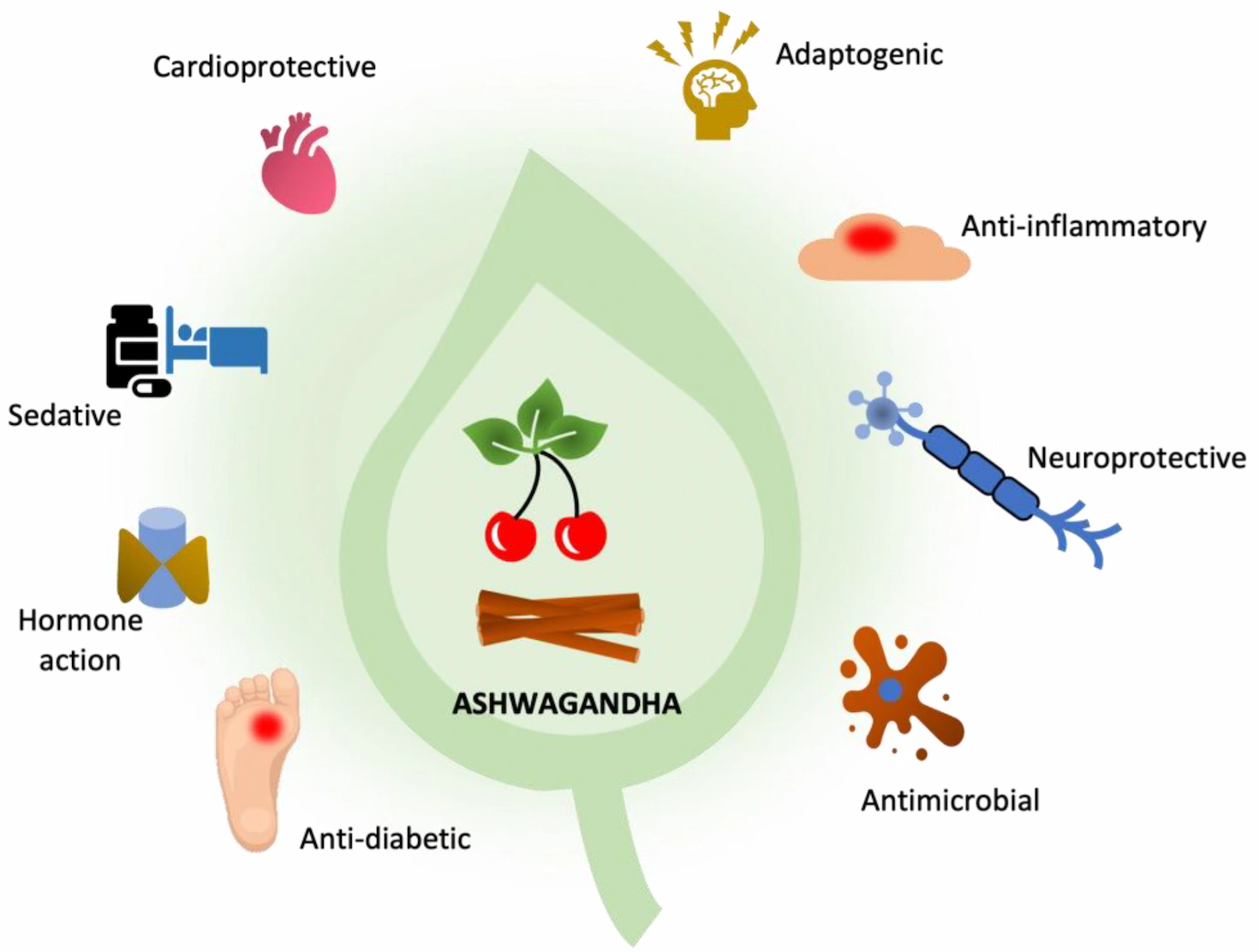 Ashwagandha Powder Benefits Supplier