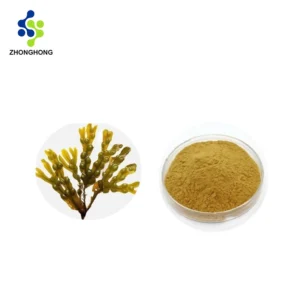 Bladderwrack Supplier