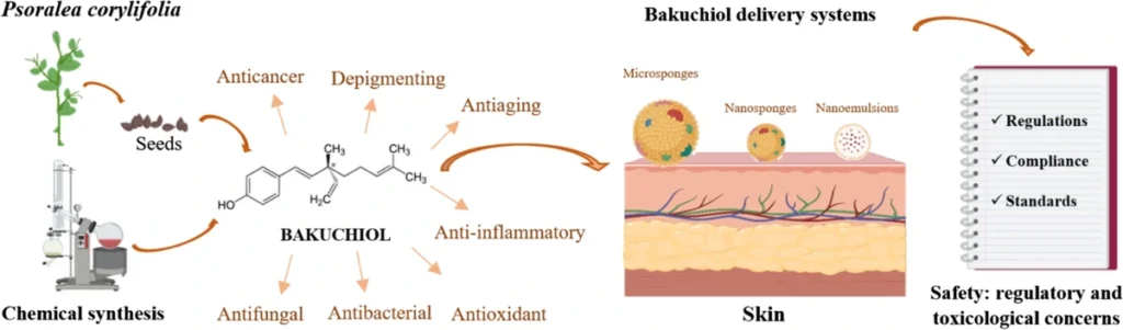 7 Things You Must Know About Bakuchiol: The Natural Retinol Alternative 2 Bakuchiol Aiherba