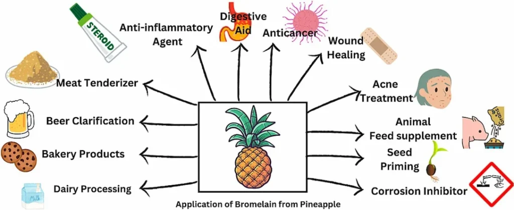 Bromelain from Pineapple Stem benefits