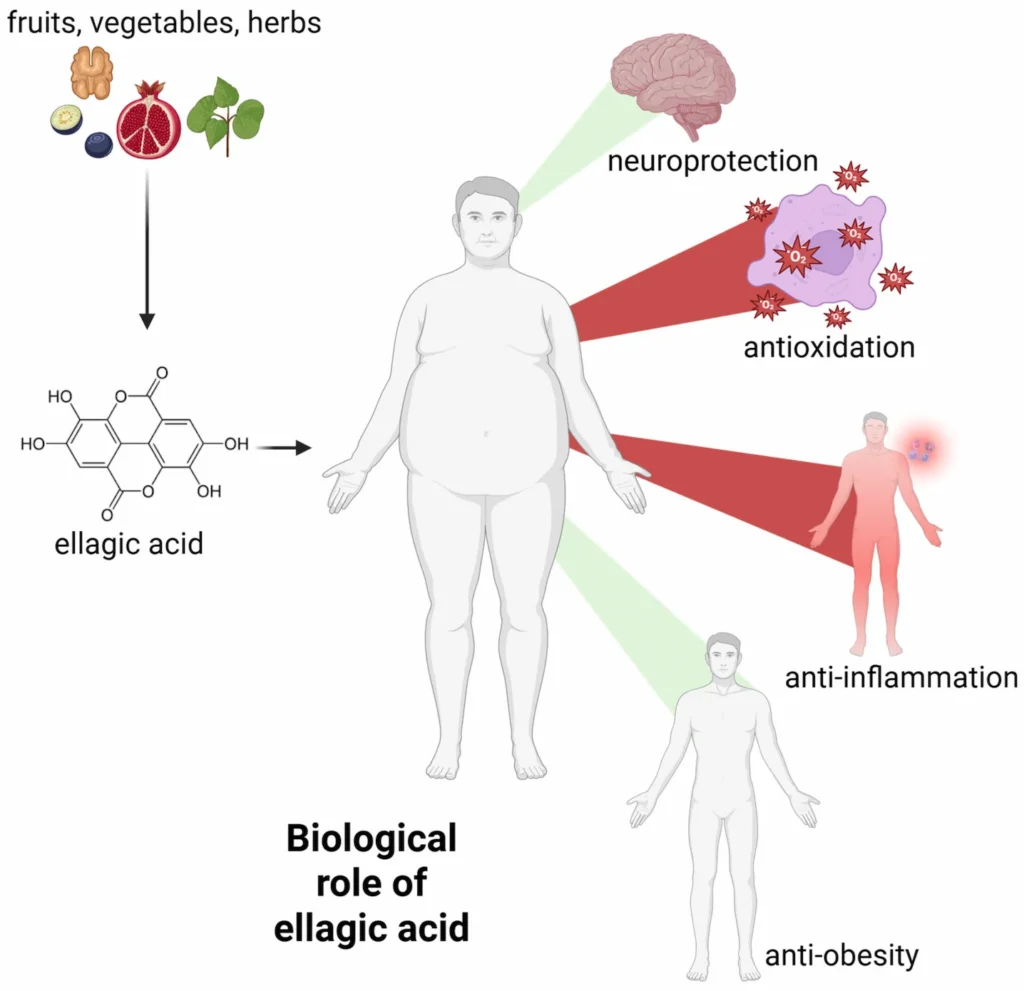 Ellagic Acid Benefits aiherba