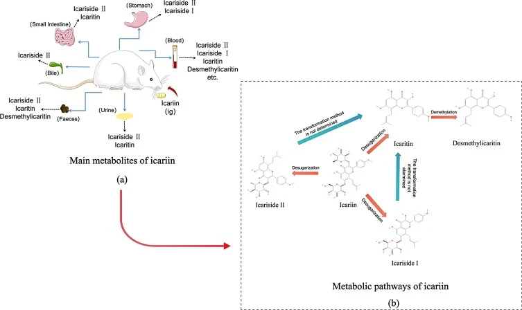Icariin Dosage