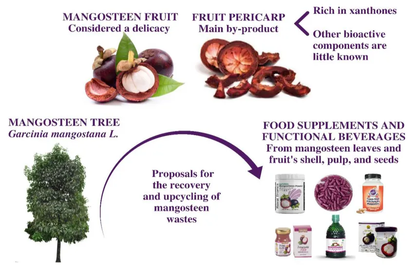 Mangosteen Extract: 7 Key Benefits, Dosage, and Factory Supply Options 1 Mangosteen Extract Benefits