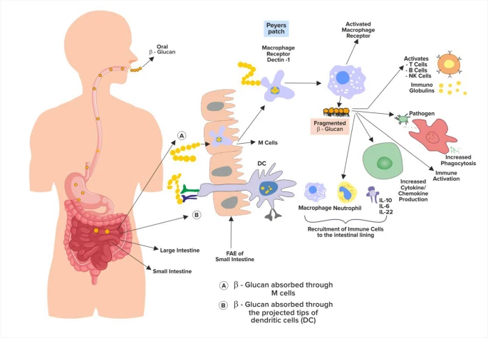 Oat Beta Glucan Benefits