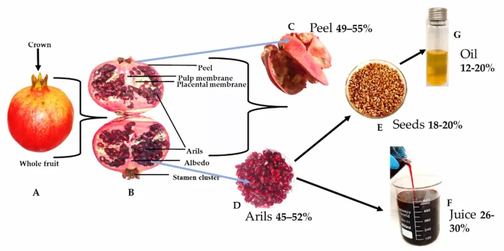 Pomegranate Peel Extract Extraction process