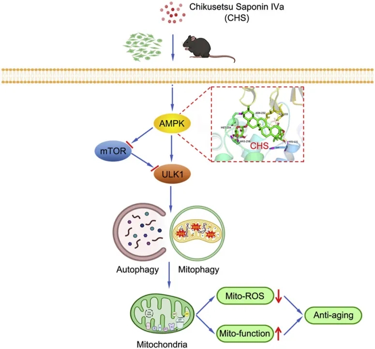 Chikusetsu Saponin IVa: The Herbal-Derived Super Ingredient for Anti-Aging and Overall Wellness 1 Chikusetsu Saponin Iva (Chs) – Premium Anti-Aging &Amp; Wellness Botanical Extract For Bulk Supply