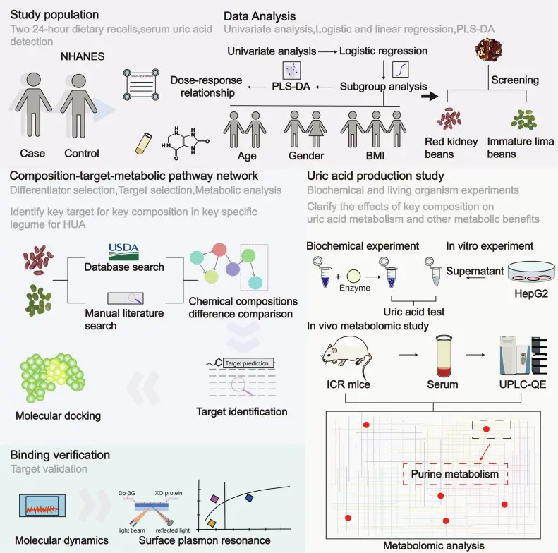 Red Kidney Bean Extract & Uric Acid | Ingredient Science Guide 1 Explore The Science Behind Red Kidney Bean Extract, Delphinidin-3-Glucoside, And Uric Acid Metabolism